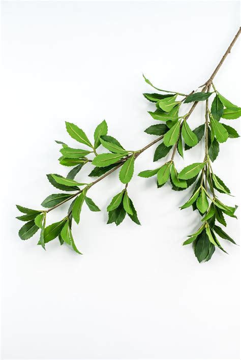 buy a buckeye tree 5