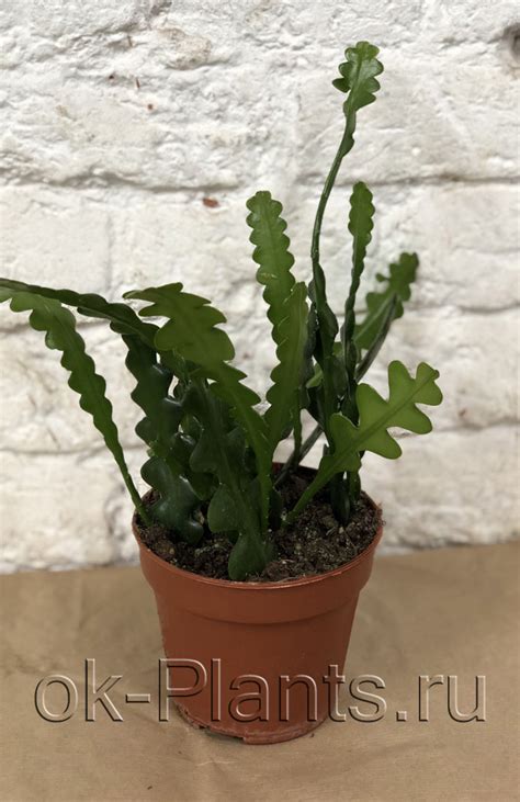 Эпифиллум Ангулигер - купить, цена, отзывы в интернет-магазине ...