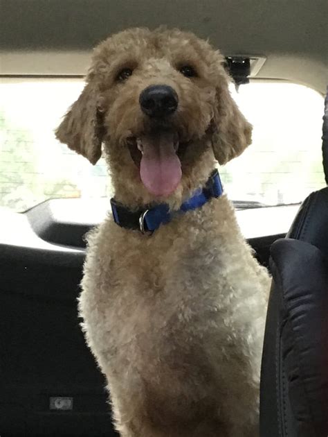 meet max   rescue labradoodle labradoodles