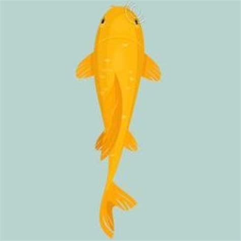 Gold Koi Fish Koi Fish Homescreen Water Lily