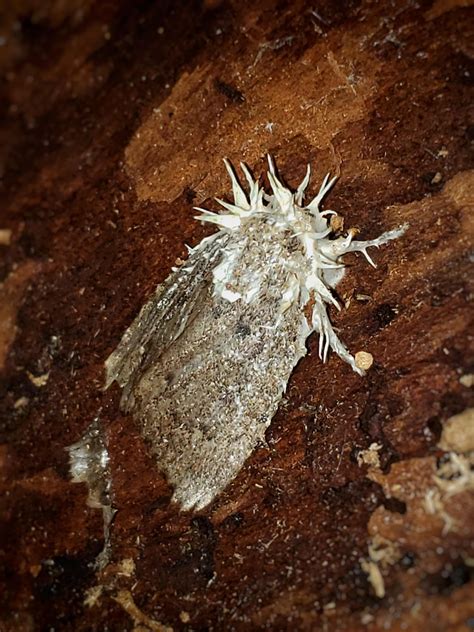 Chimps Hunt and Eat A Monkey (NSFW) : r/natureismetal