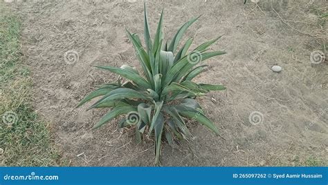 furcaria plant  ground image stock photo image  cactus garden