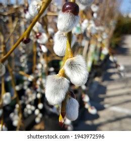 Pussy Willow Buds Bloom Fuzzy Fluffy Stock Photo Shutterstock