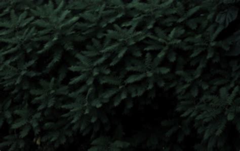 Evergreen Cremation Services - Affordable, Personal Care