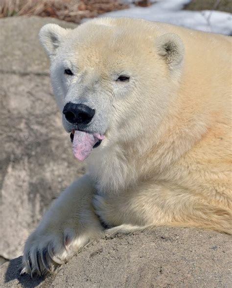 Indianapolis Zoo closing polar bear exhibit - Indianapolis News ...