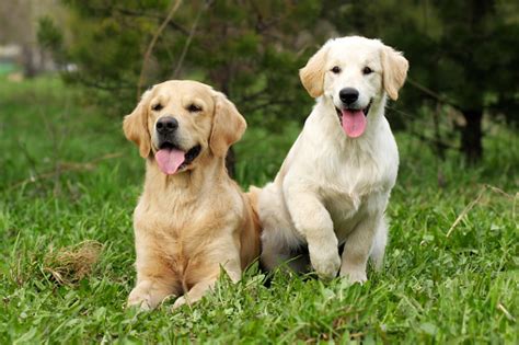 Two Golden Retriever Stock Photo - Download Image Now - iStock