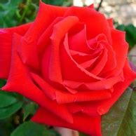 Розы садовые - купить саженцы в горшке 2 л в Москве в питомнике