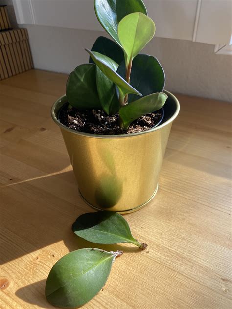 Help please! Rooting (rotting?) leaves : r/peperomia