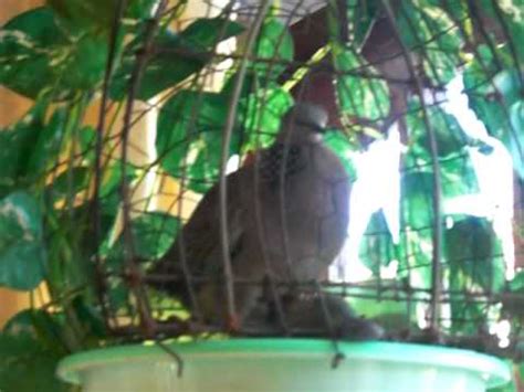 Dong Tho Gay MOV YouTube