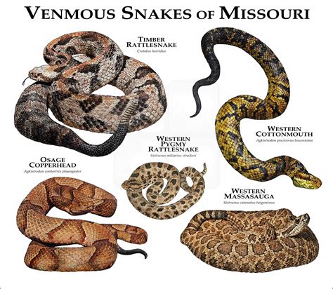 Venomous Snakes of South America Poster Print - inkart