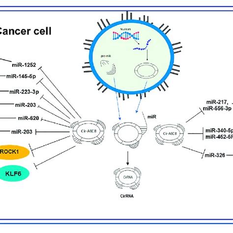 Overview Of Circ Abcb Function As A Mirna Sponge In The