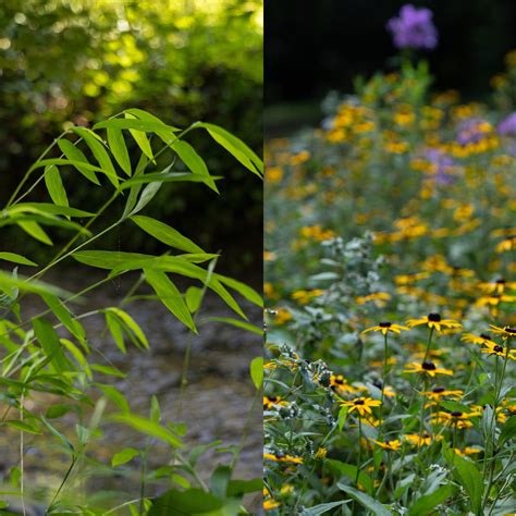 Invasive Species Plants