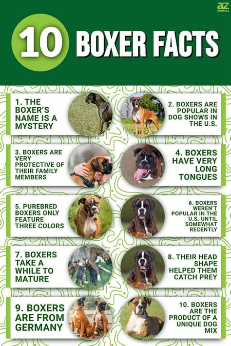 boxer dog statistics fun facts  boxer dogs aspca pet health