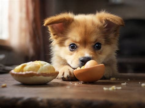 Ovo Cozido Para Cachorro - Descubra os Benefícios do Ovo Cozido para o Cachorro Filhote