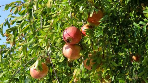 7 Signs Of A Supreme Pomegranate: Uncover The Secrets Of The Perfect Fruit