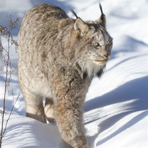 Aspen Valley Wildlife Sanctuary - It is with heavy hearts that we