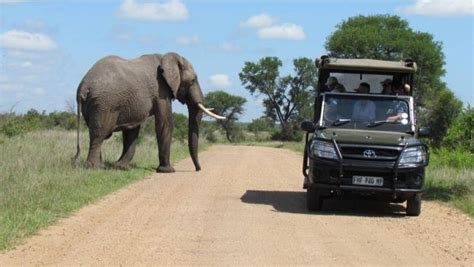 Elephant On A Kruger Park Game Drive Moriti Private Safaris