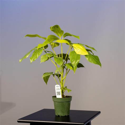 Schefflera actinophylla 'Amate Soleil' - Gabriella Plants