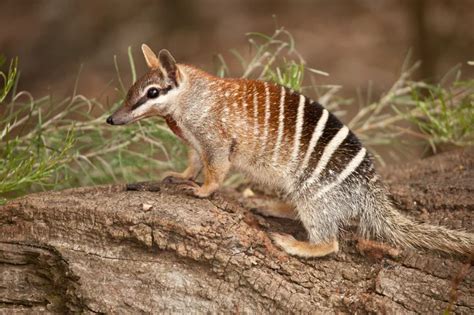 Animal Que Comeca Com A Letra N - Animal com a letra N, conheça! | Blog da Cobasi