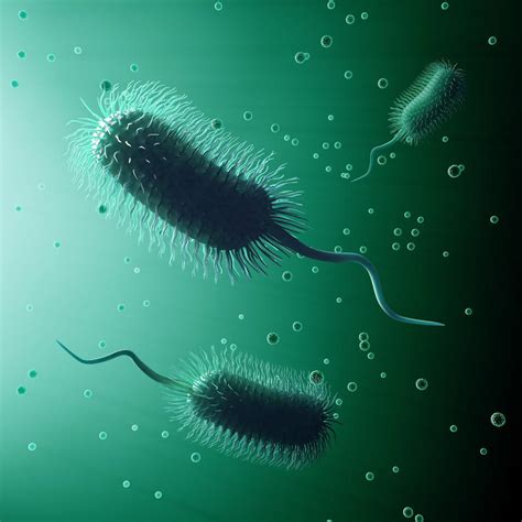 Types Of Microorganisms That Help Your Septic System