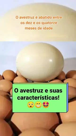 Pardais Bem Te Vis Avestruzes