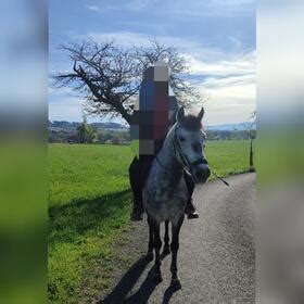 Ungarisches Ausreitpferd Kleinpferde Und Ponys