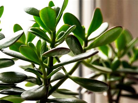 Tipos De Planta Jade - Jade Hembra Tipos De Jade Planta Order | www.pinnaxis.com
