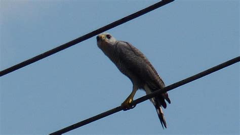 Grey Lined Hawk Markeisingbirding