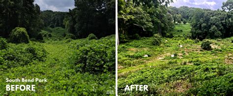 Restoring The Forest Removing Kudzu In South Bend Park Trees Atlanta