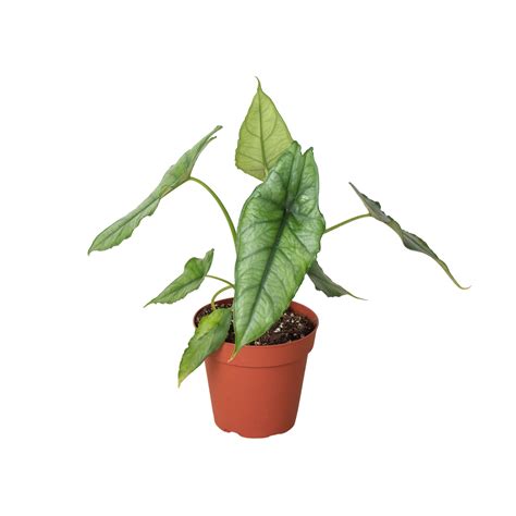 Alocasia ‘Dragons Breath’ – Green Thumb Nursery