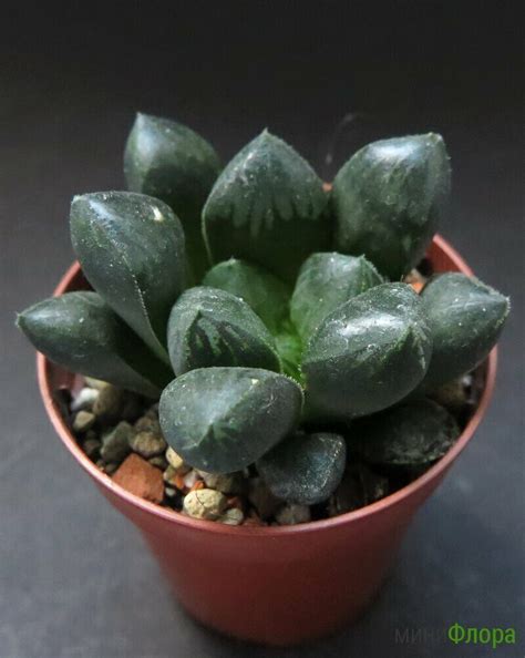 Хавортия (Haworthia) cooperi var. truncata 'Murasaki'