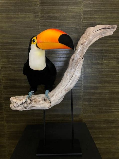 Toco Aka Giant Toucan New Mount With Closed Foot Ring Catawiki