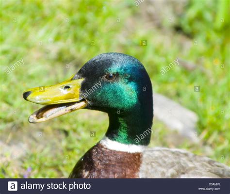 Mallard Duck Beak Open High Resolution Stock Photography and Images - Alamy