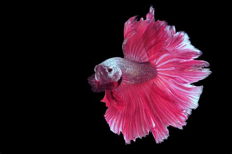 Pink Betta Fish A Spectacular Lively And Bright Breed