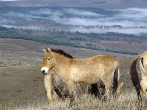 À la rencontre du cheval de Przewalski qui vit en semi liberté dans