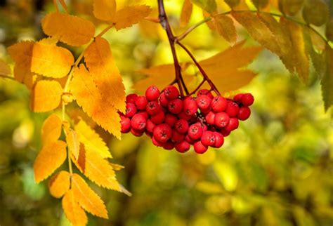 Рябина обыкновенная Sorbus aucuparia. Полезные свойства плодов красной ...