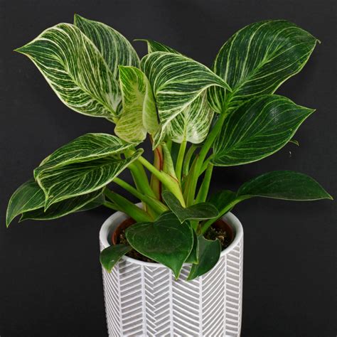 Philodendron "Birkin"