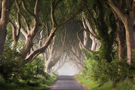 🔥 [50+] Dark Hedges Northern Ireland Wallpapers | WallpaperSafari