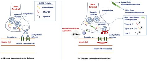 Toxins | Free Full-Text | Clinical Conditions Targeted by ...