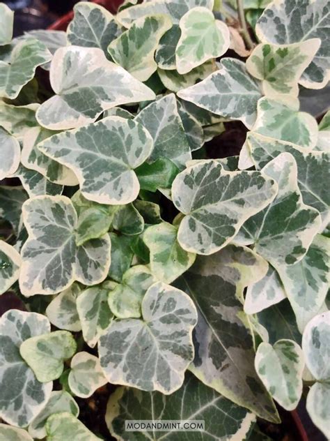 Indoor English Ivy Care For Hedera Helix As A Houseplant