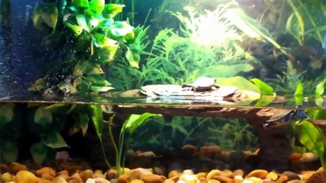 Yellow Belly Turtle Tank Set Up Turtlean