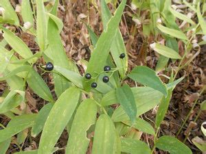 starry false solomons seal sparrowhawk native plants