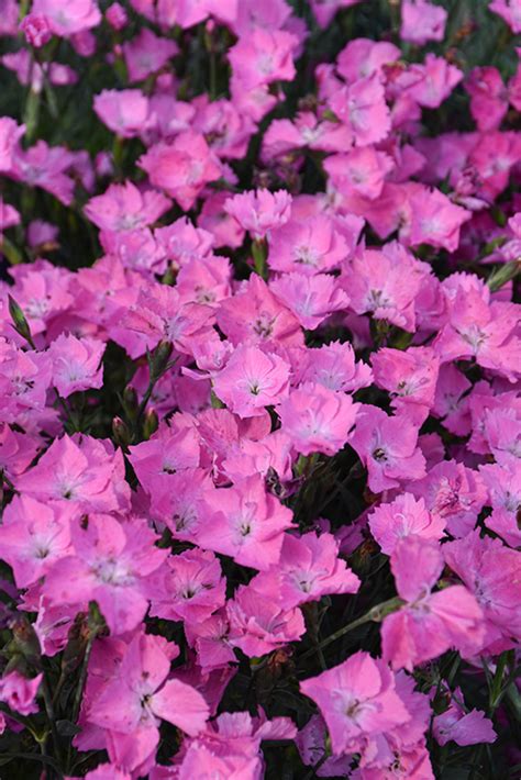 Beauties Kahori Pink Pinks Dianthus Kahori Pink In Bourbonnais