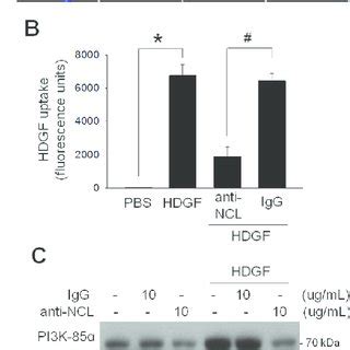 Characterization Of Ncl As A Hdgf Binding Membrane Protein A Silver