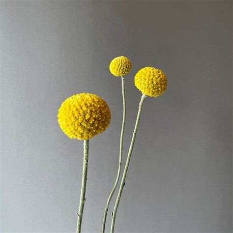 Краспедия купить в Москве с доставкой недорого | Цветочка