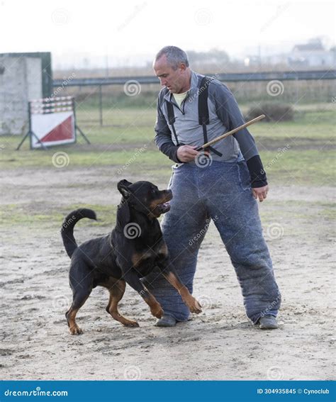 Training guides will soon be released for the rottweiler alsatian mix 20