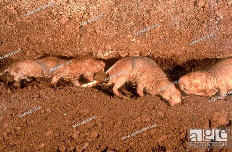 Naked Mole Rat Heterocephalus Glaber Workers Clear Tunnel Kenya Stock Photo Picture And