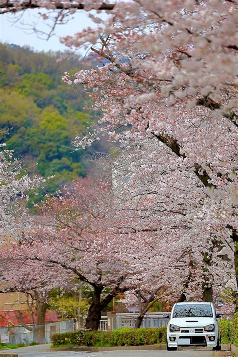 アルトワークスのサクラと愛車・4月もよろしくお願い致します🌸・桜・ドライブ・六甲枝垂れに関するカスタム事例｜車のカスタム情報はcartune