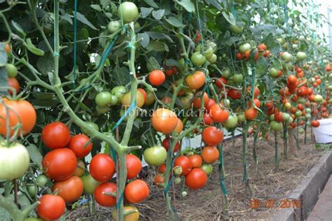 Томат Ля ля фа: описание сорта, отзывы, фото, характеристика | tomatland.ru