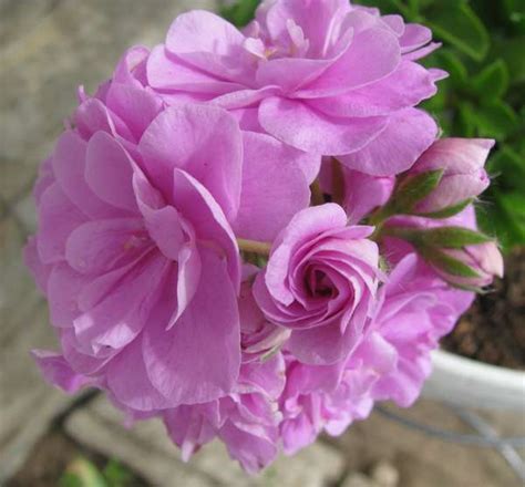 Pac lilac rose пеларгония описание